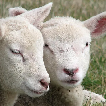 Foehrer Friesenkate Ost *